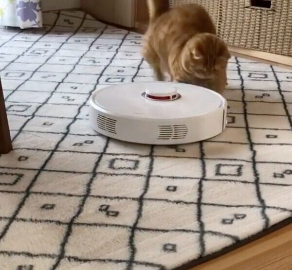 お掃除ロボットに乗るぷてぃこちゃん