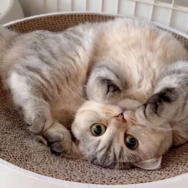 成長したももちゃん