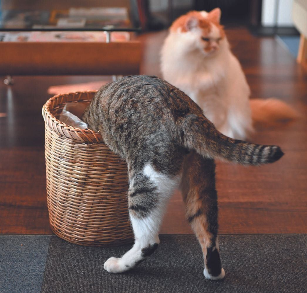 写真／Akimasa Harada