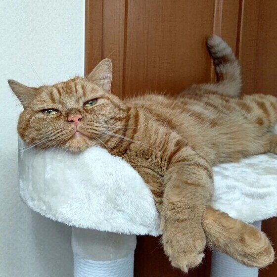 アメリカンショートヘアの龍太ちゃん