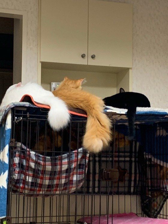 仲良くしっぽをフリフリするMIX猫