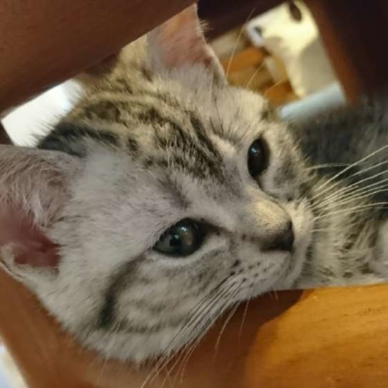 思わず触りたいのをぐっとこらえて