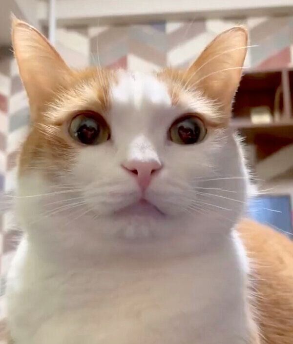 見つめる虎丸くん