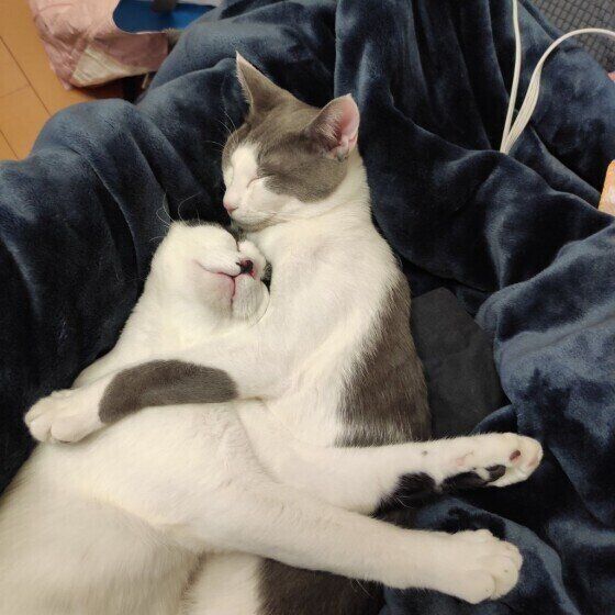 寄り添う猫