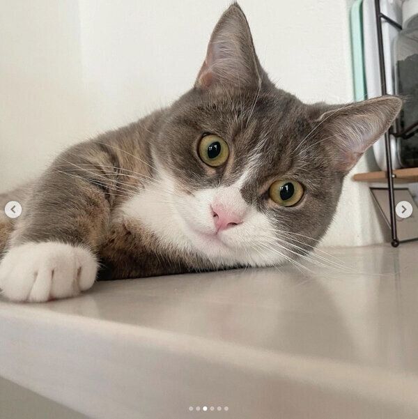 くつろぐしらすくん