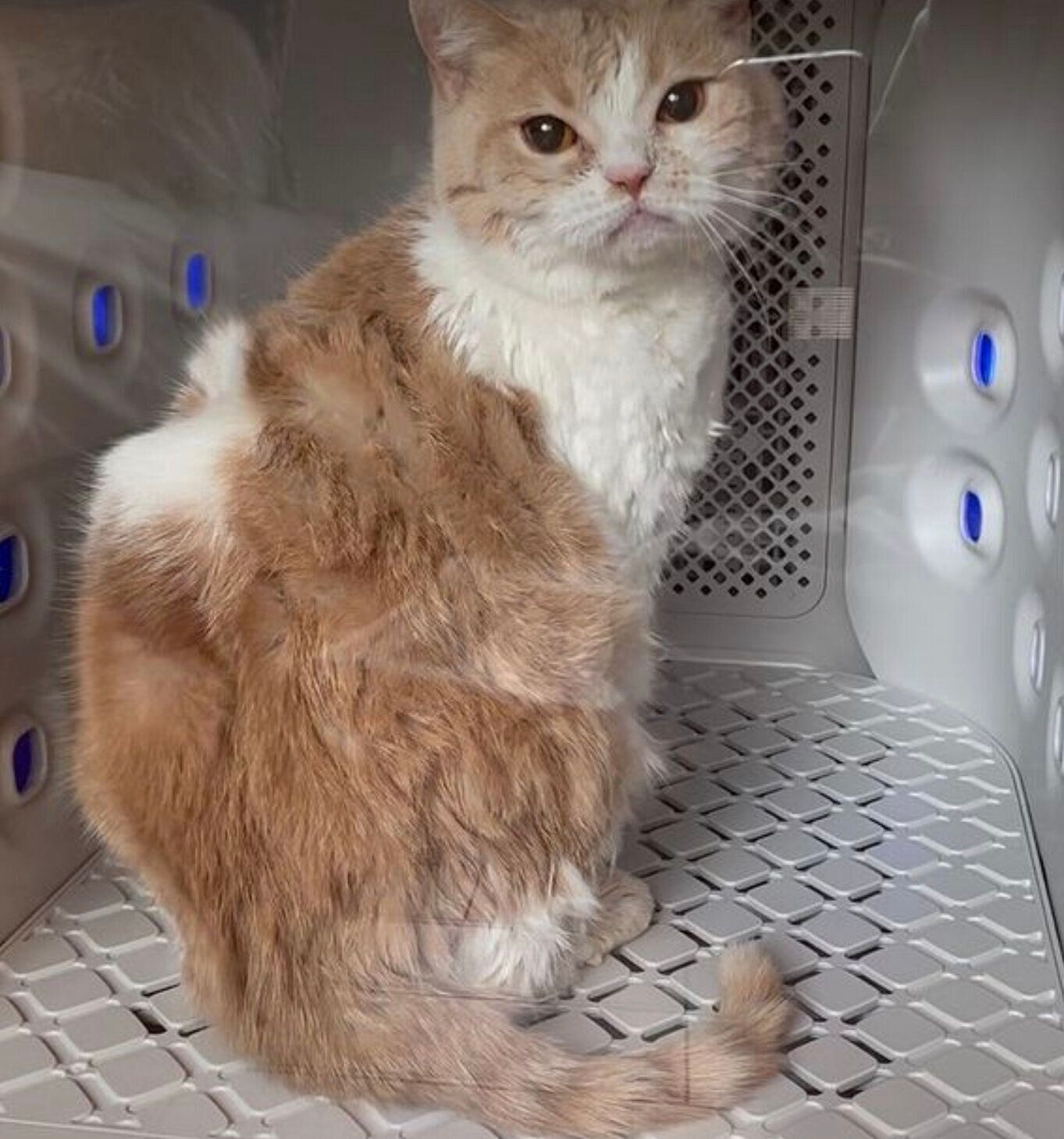 nelloペットドライルームと猫1