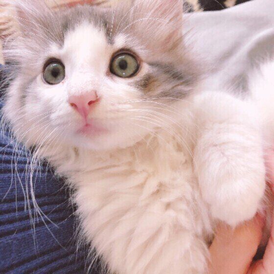 抱っこされるノルウェージアンフォレストキャット