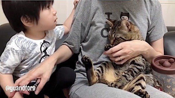 爪を切られる猫