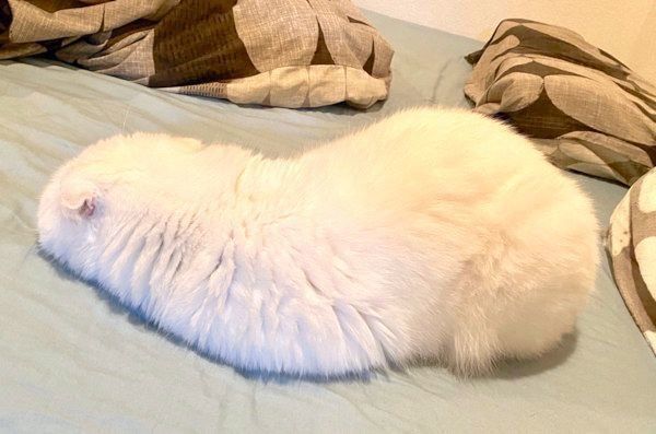 謎の体勢でくつろぐむくちゃん