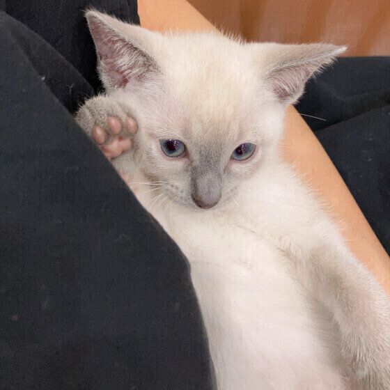 ロシアンブルーのティラミちゃん