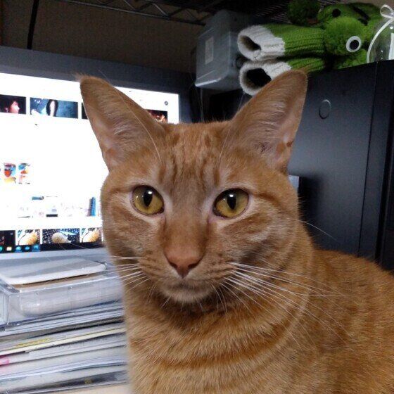 パソコン作業を邪魔する茶トラ猫