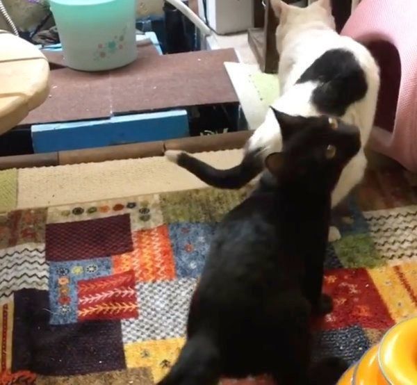 猫じゃらしで遊ぶ猫