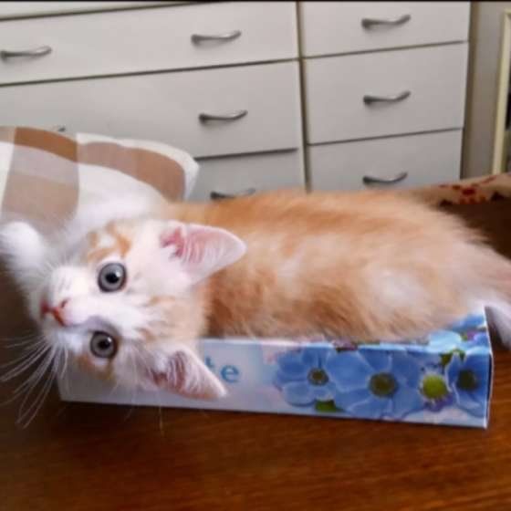 見つめるマンチカン