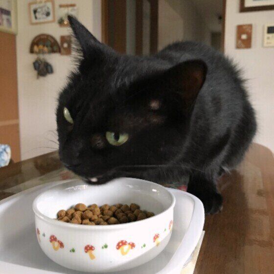 ごはんを食べる猫