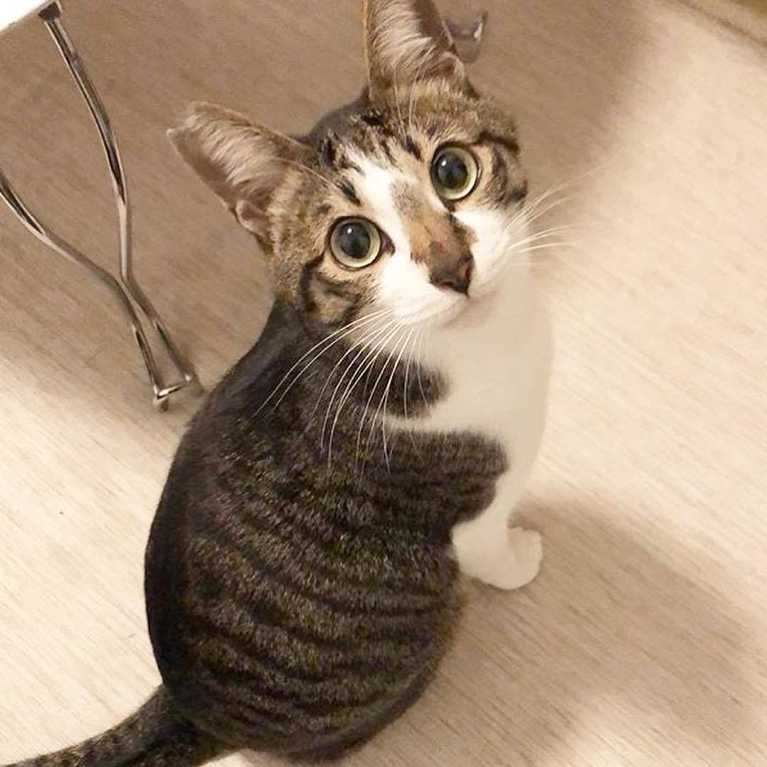 実際の小鉄くん