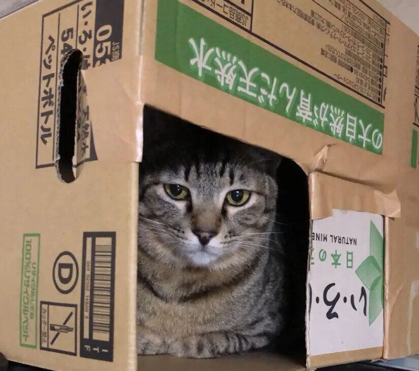 “段ボールハウス”に入っている猫