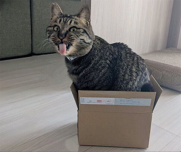 箱に入る烈くん