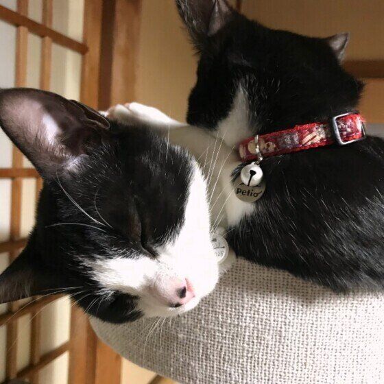 チイ＆サヴちゃん