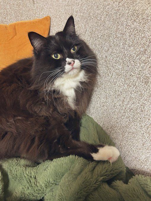 毛布の上に寝そべる猫