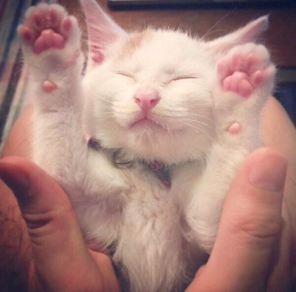 ばんざいするサニちゃん