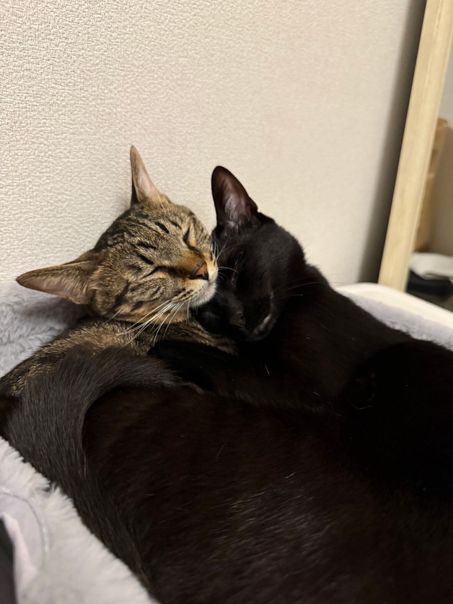 くっついて一緒に眠る2匹　かわいすぎる