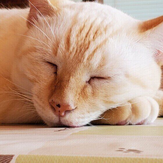 らいむちゃん（シャム）