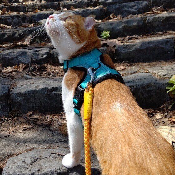 だいすくん　MIX　茶×白