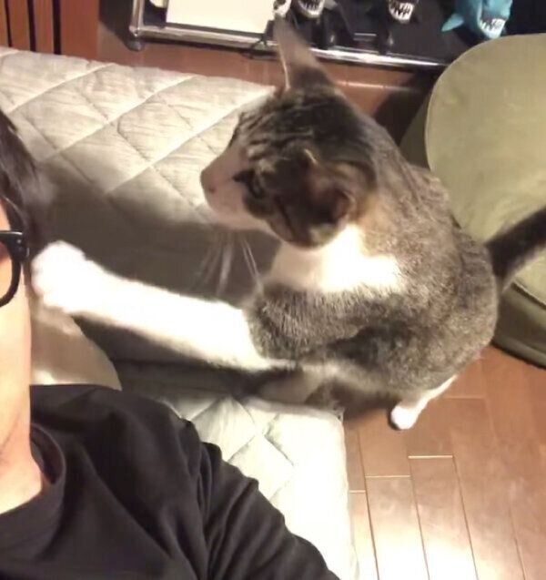 パパさんのことをトントン叩くシシまるくん