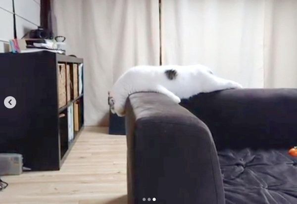 ソファの背もたれでだれるスコティッシュフォールド