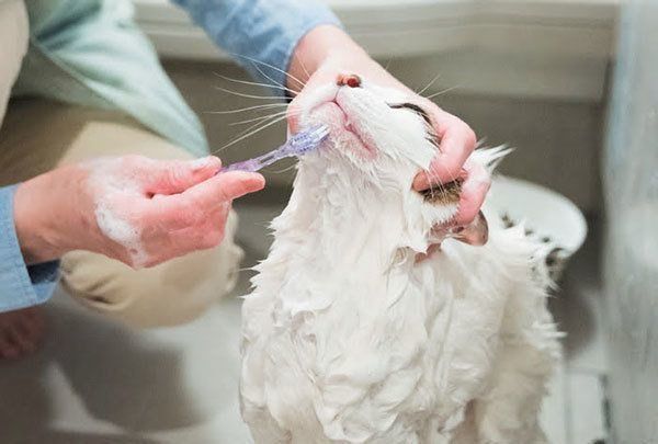 シャンプーされる猫