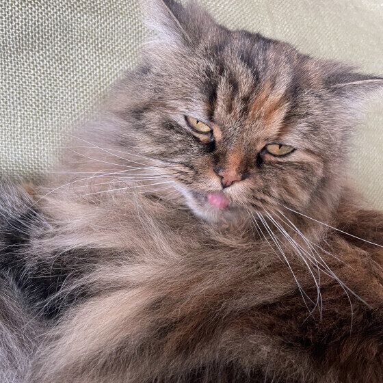 スコティッシュフォールド・ロングヘアのニコちゃん♪