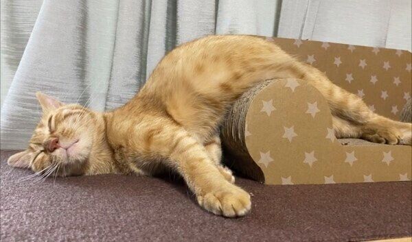 不思議な体勢で眠るつぶちゃん