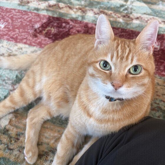 茶トラのバロンくん