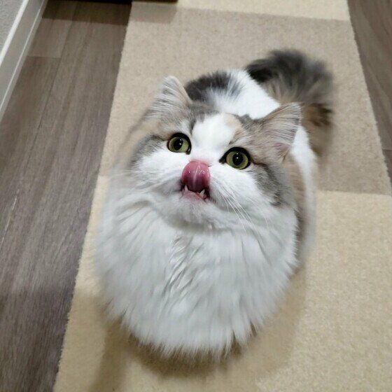 ごはん待ちのラテちゃん