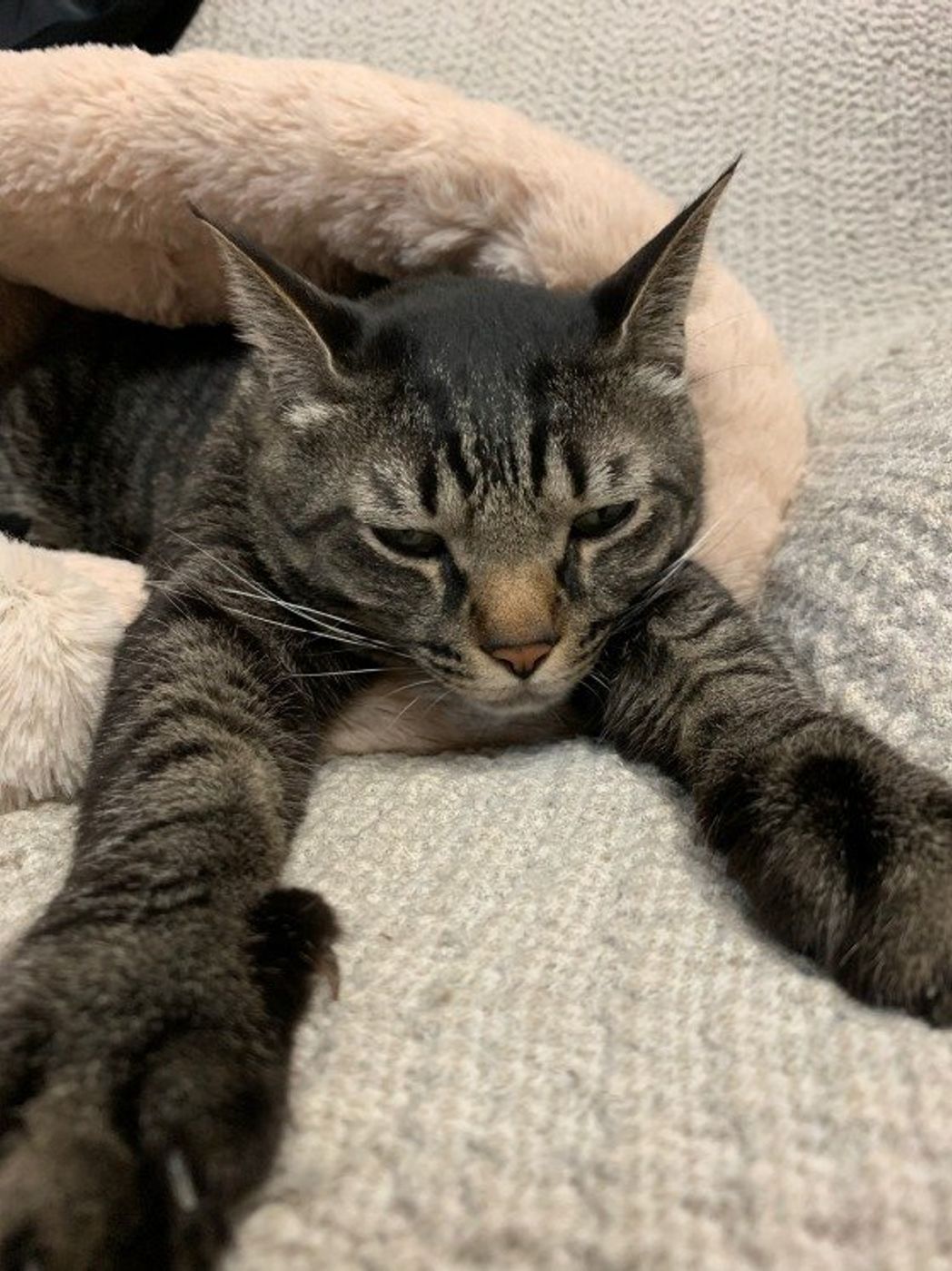 猫の のび は準備体操 人とは違う猫の のび の理由って ねこのきもちweb Magazine 猫の のび は準備体操 人とは違う猫の のび の理由って ねこのきもちweb Magazine