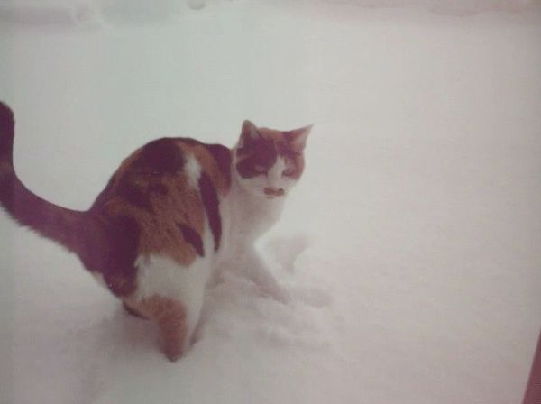 パトロールする猫