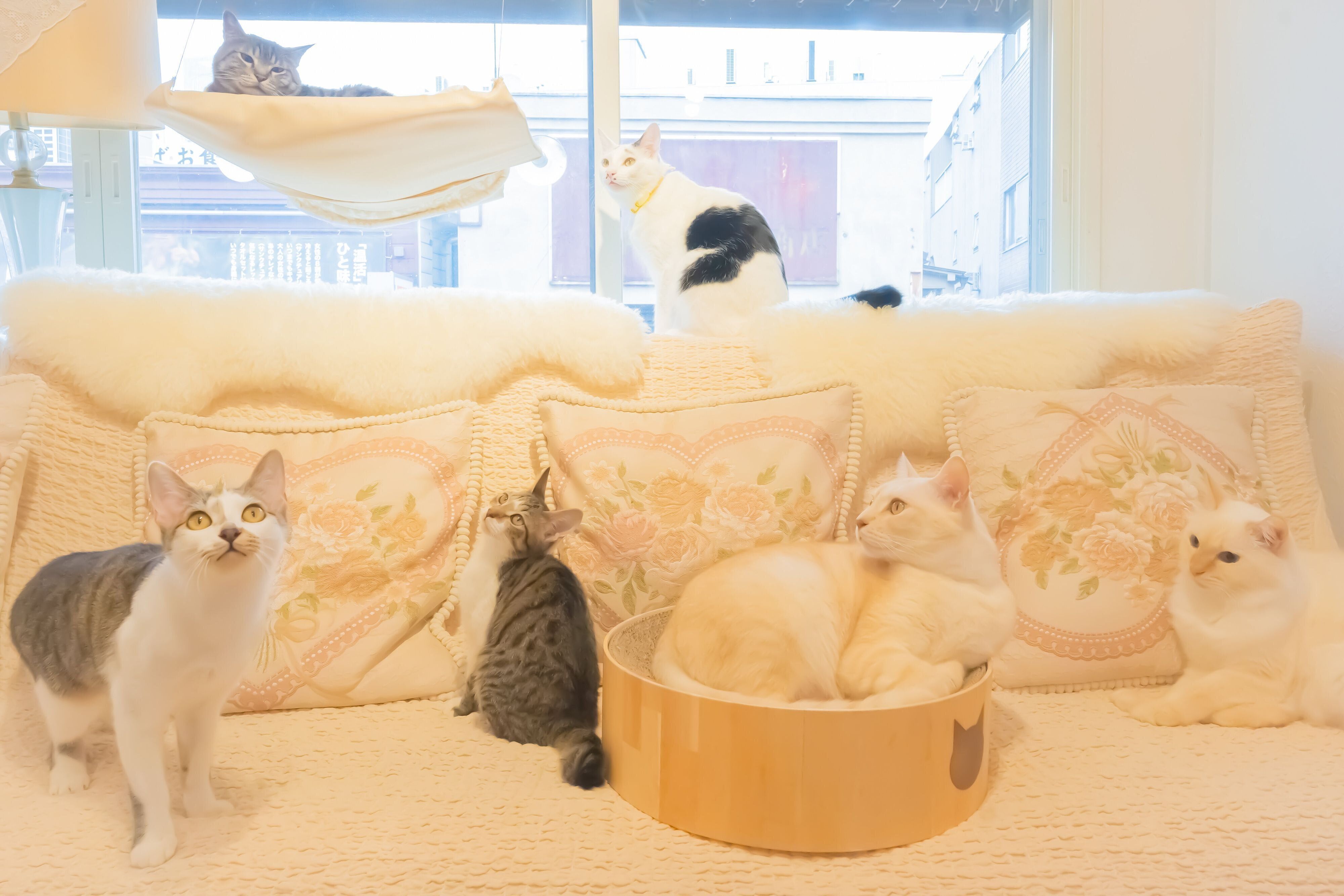 白を基調とした優雅な雰囲気の店内