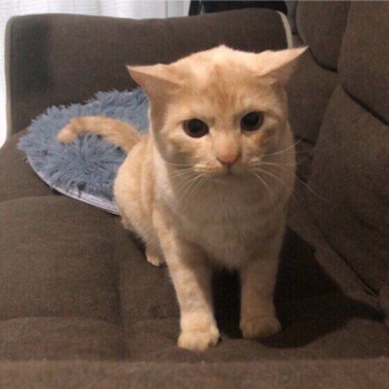 イカ耳になる茶トラ