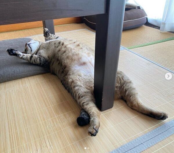 バンザイ寝をするこんぶちゃん