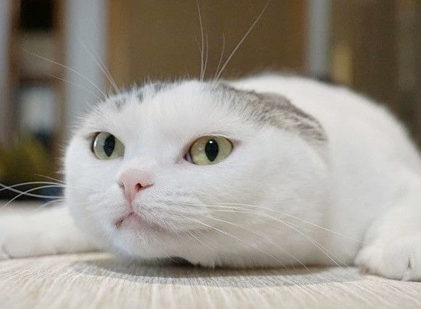 何度でも見たくなるかわいさ ぐでねこ の姿が癒し系すぎた ねこのきもちweb Magazine