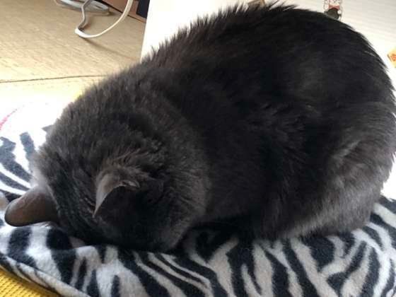 美すけくん  MIX　グレー