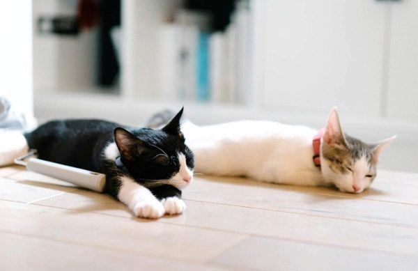 元保護猫・ナナちゃんとハチくん