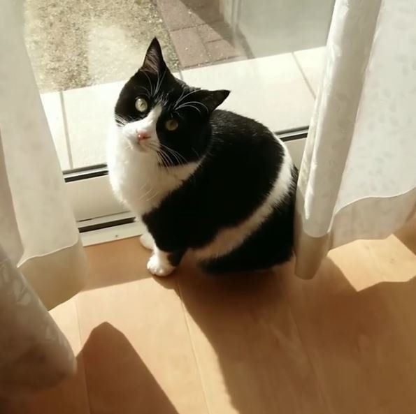 日向ぼっこする猫