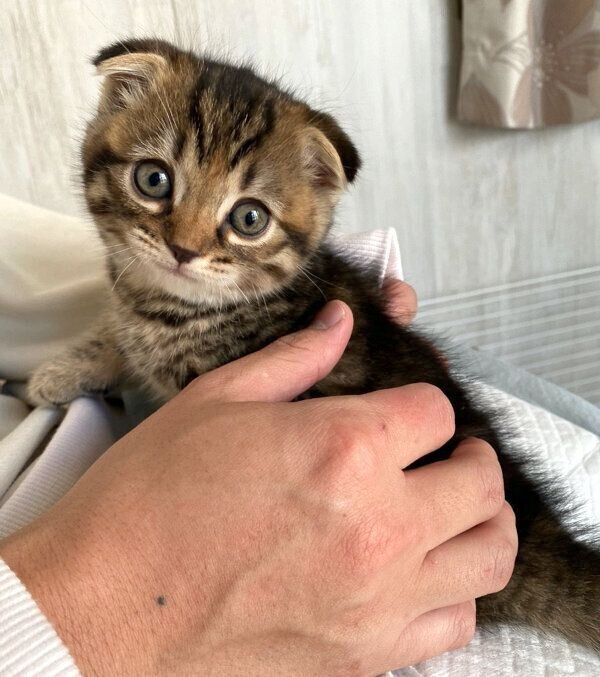 見つめるまつたけちゃん