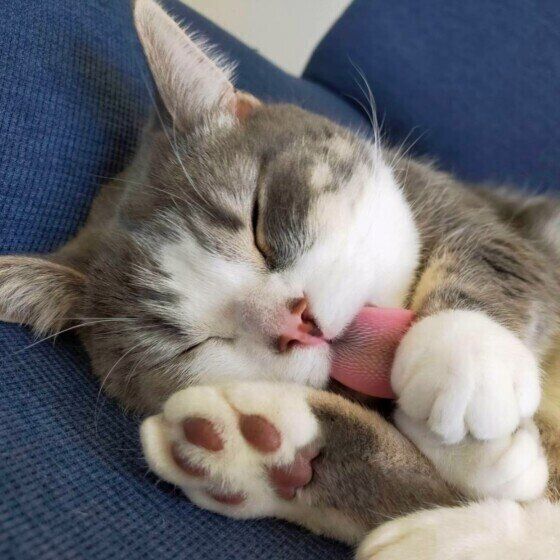 ミヌエットのゆきちちゃん