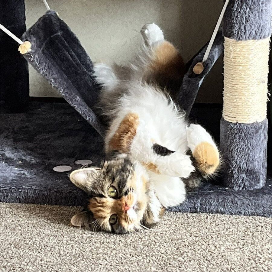 ハンモックで寝る美美ちゃん