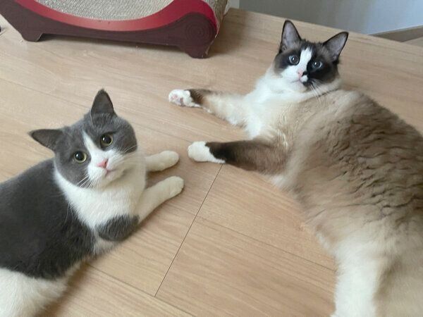 まったりするコテツくん、まるくん