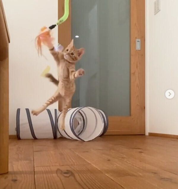 おもちゃで遊ぶらいとくん