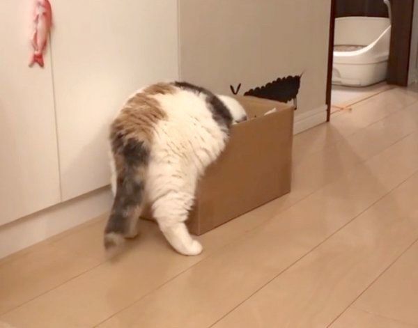 おもちゃを選ぶねね子ちゃん