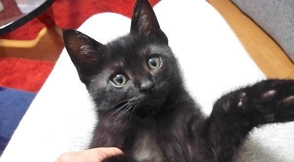 元保護猫・はなびくん